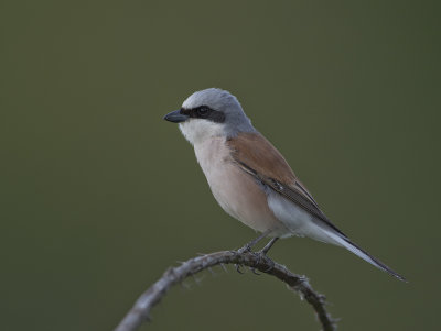 Red-backed Shrike