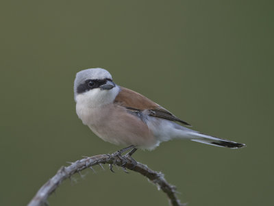 Red-backed Shrike