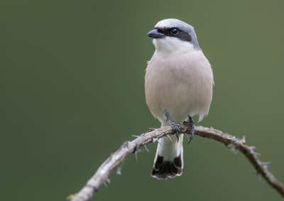 Red-backed Shrike 