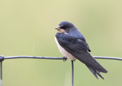 Barn Swallow