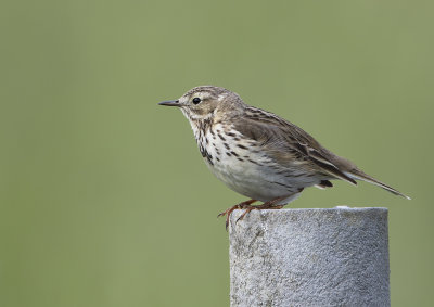 Meadow Pipit