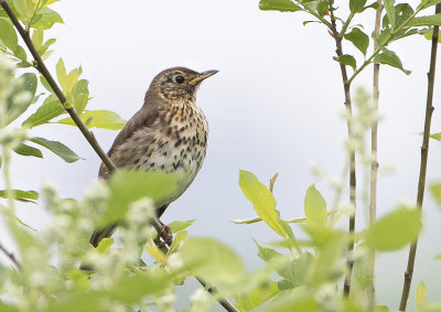 Song Thrush