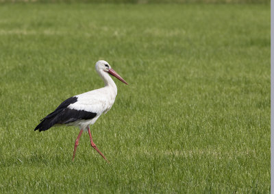 White Stork