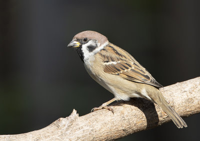 Tree Sparrow