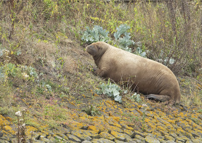 Walrus