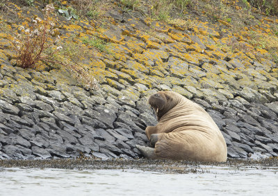 Walrus