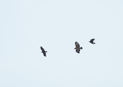 g12/04/1194004/3/172020894.Ayv3Atkm.jpg