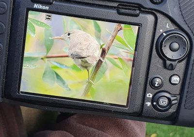 Eastern Olivaceous Warbler