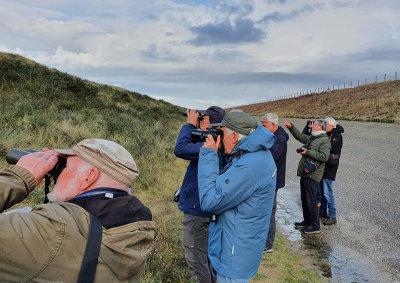 Atlantic Dartford Warbler