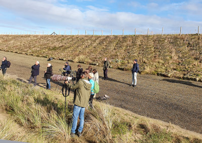 Atlantic Dartford Warbler