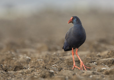 Rare Birds in the Netherlands 2021 by Co van der Wardt