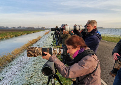 Western Swamphen