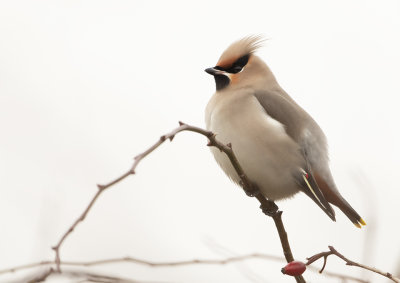 Bohemian Waxwing