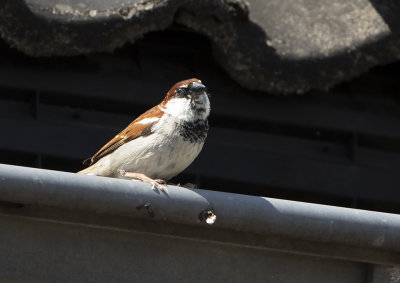 Italian Sparrow or Cisalpine Sparrow