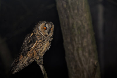 gufo notturno 2.jpg