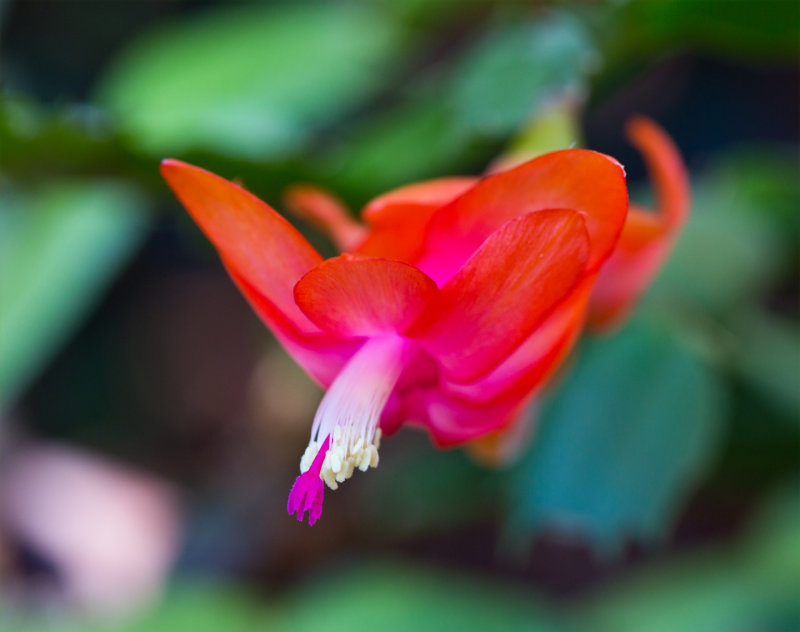 Christmas Cactus Flower