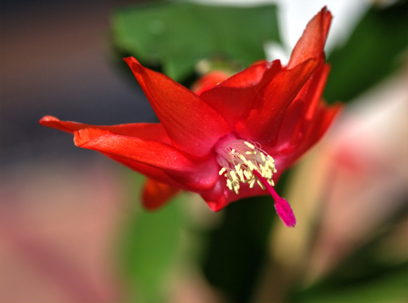 Christmas Cactus Flower