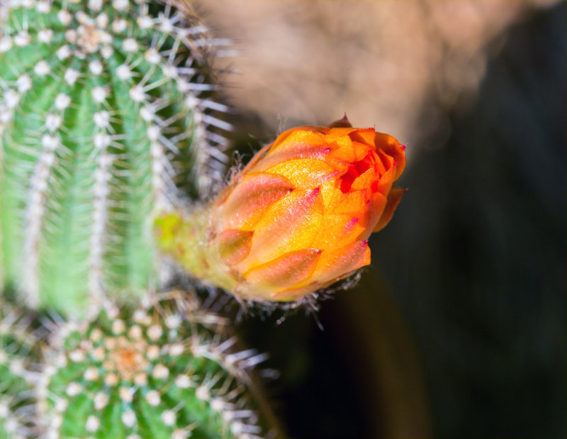 Cactus Flower