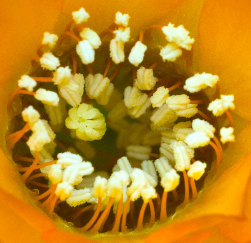 Cactus Flower