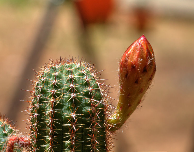 Cactus Bloom