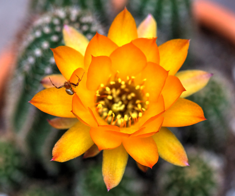 Csctus Flower With Spider
