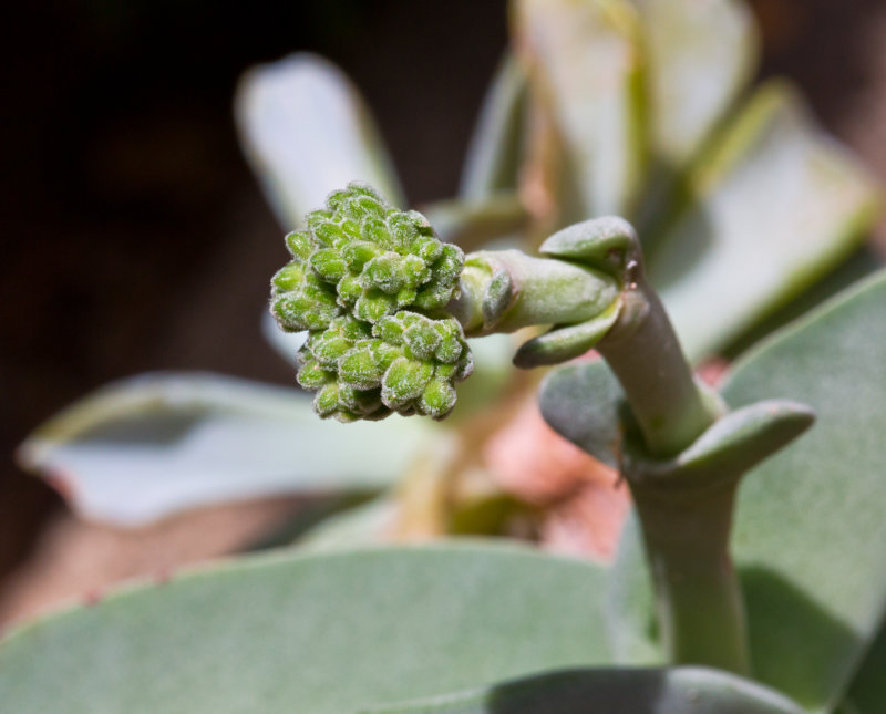 Rochea falcata, Flowering