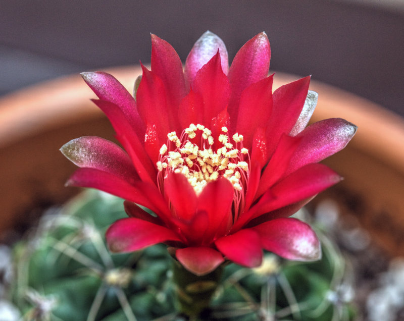 Barrel Cactus Flower