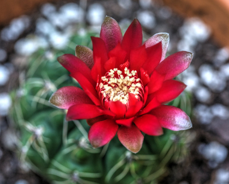 Barrel Cactus Flower