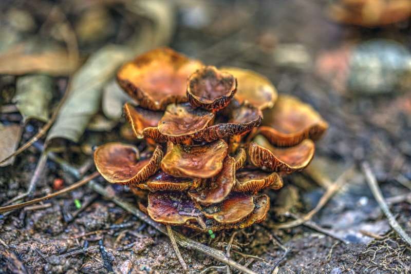 Mushroom Cluster