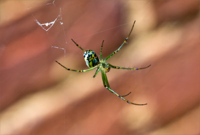 Young Garden Spider