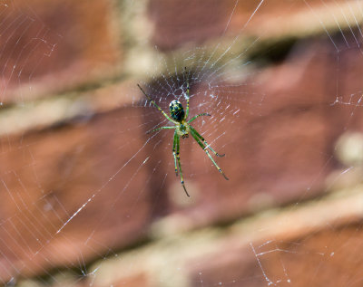 Young Garden Spider
