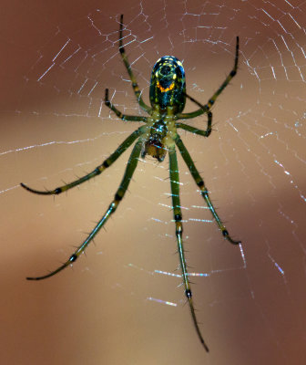 Young Garden Spider