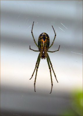 Garden Spider