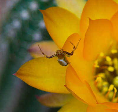 Cactus Flower With Spider, Detail