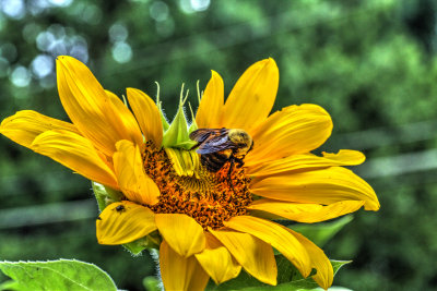 Sunflower With Bee