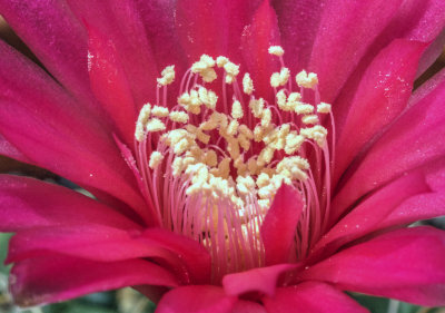 Barrel Cactus Flower, Stamen And Anthers