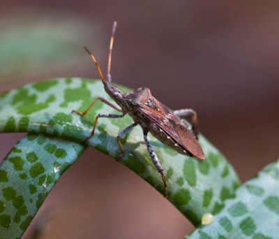 Leaf-Footed Bug