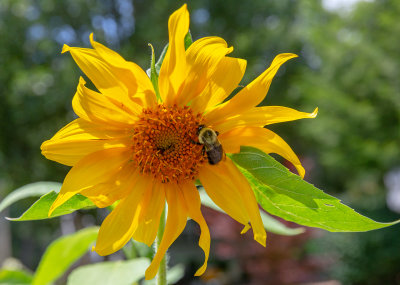 Sunflower With Bee