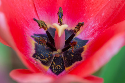 Stamen And Anthers