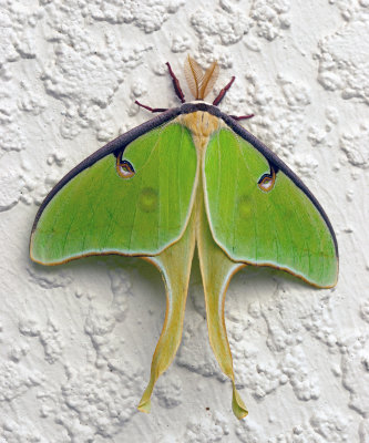 Luna Moth (actias luna)