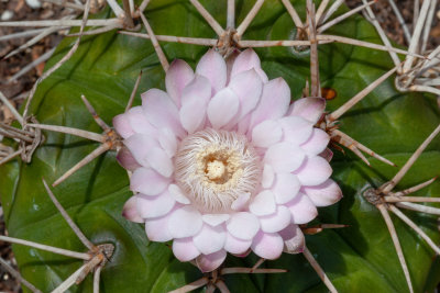 Barrel Cactus Flower