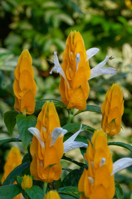 Popcorn Flowers