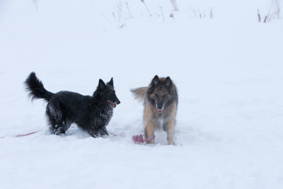 20190213_1DX0208.jpg