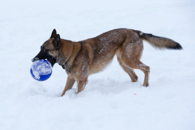 20190213_1DX0222.jpg