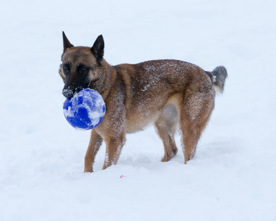 20190213_1DX0226.jpg