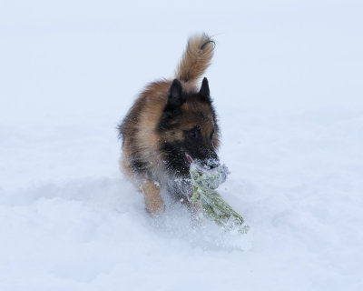 20190213_1DX0243.jpg