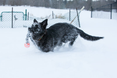 20190213_1DX0314.jpg