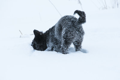 20190213_1DX0339.jpg