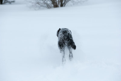 20190213_1DX0392.jpg