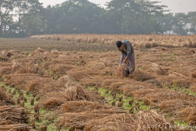 Rice Harvest